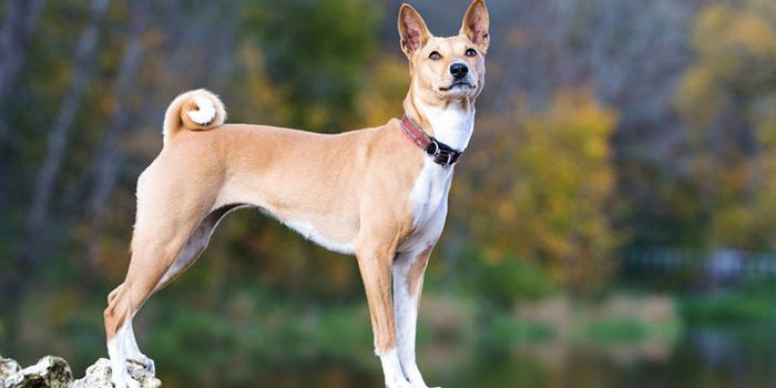 Basenji