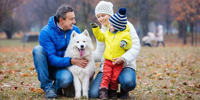 Samoyed