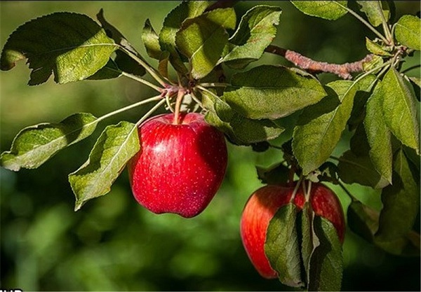 سیب به چاقی صورت کمک می‌کند